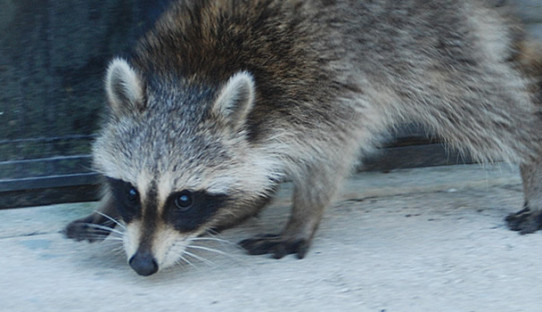 Raccoon Removal in Lawrence