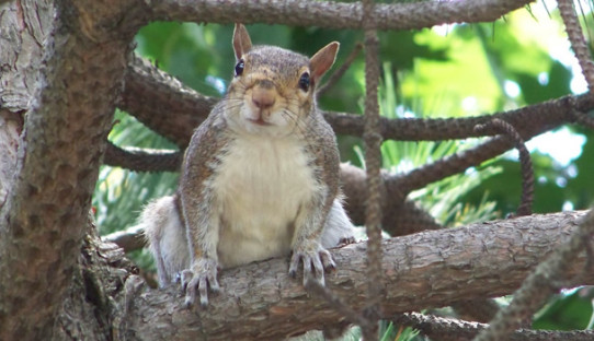 Squirrel Removal in Lawrence